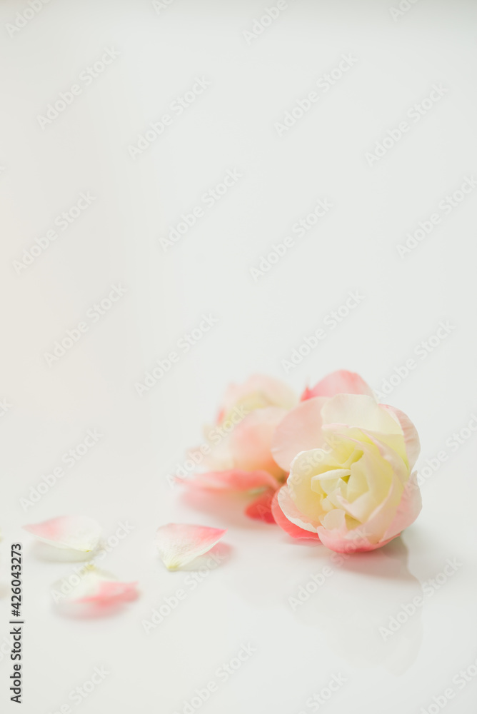 満開のボケの花 満開のボケの花