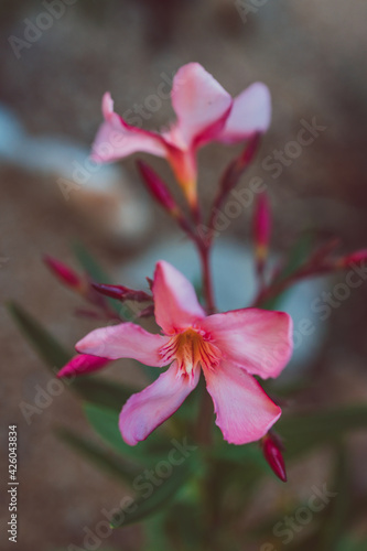 close-up of pink oleander plant with flowers outdoor in sunny backyard