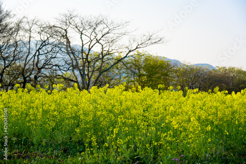 風土記の丘の桜 © chameleon