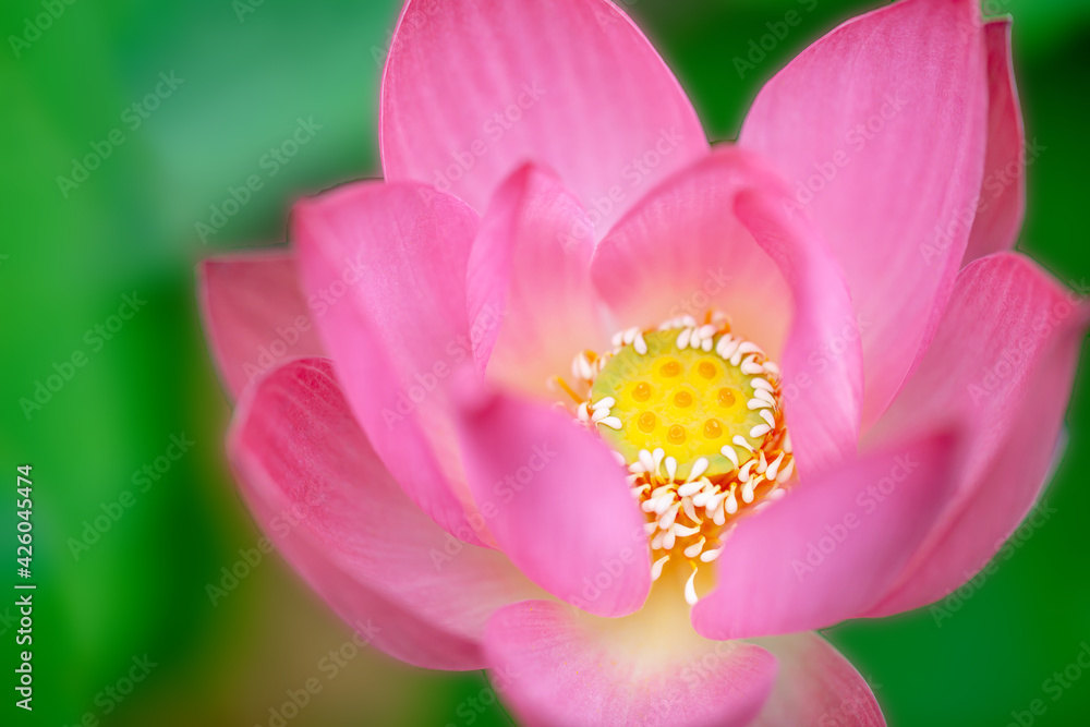 神秘的なハス/蓮の花/ロータス 神秘的なハス/蓮の花/ロータス