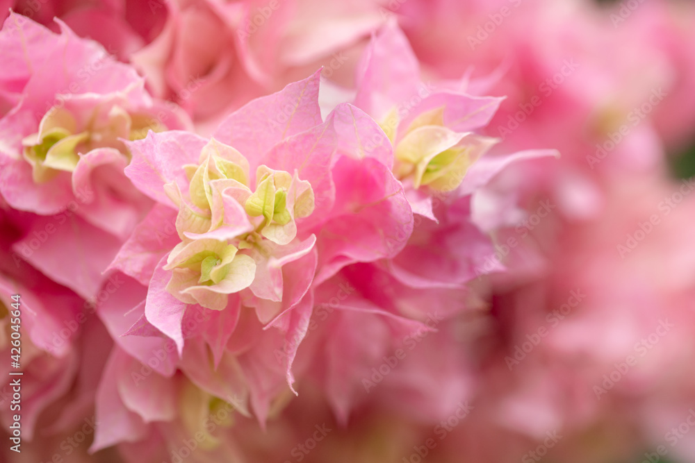 黄色とピンクの2色咲きブーゲンビリア ブーゲンビレア タヒチアンメイド 南国のイメージの花 Fotografiya Stock Adobe Stock