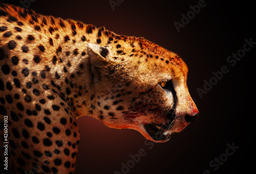 Fotografering Profile of killer cheetah animal over dark back