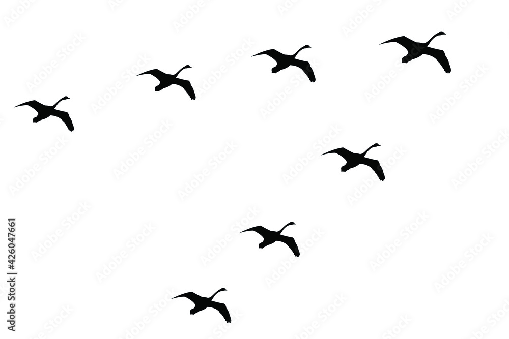 migratory birds and bird migration from the south. A wedge of swans in the sky, silhouette, isolated on a white background. Vector stock illustration. migratory birds and bird migration from the south. A wedge of swans in the sky, silhouette, isolated on a white background. Vector stock illustration.