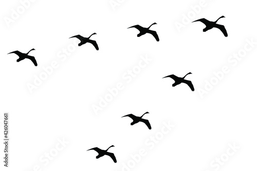 migratory birds and bird migration from the south. A wedge of swans in the sky, silhouette, isolated on a white background. Vector stock illustration. © Kseniia