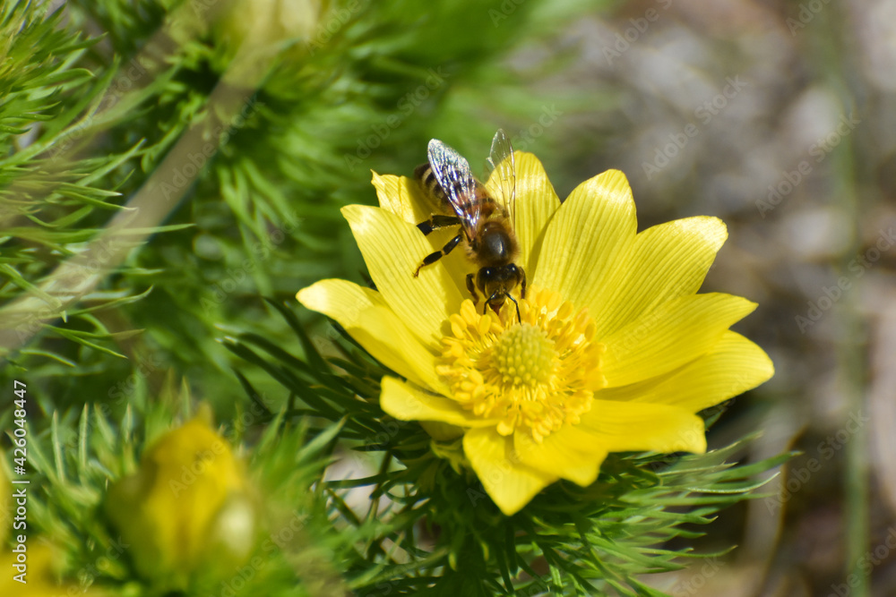 Honey bee on blooming adonis flower, Spring background, honey bee pollinating wild yellow flower Honey bee on blooming adonis flower, Spring background, honey bee pollinating wild yellow flower
