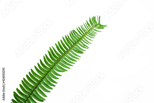 leaves of fern isolated on white background for design elements, tropical leaf, summer background