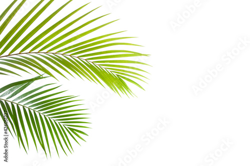 tropical coconut palm leaf isolated on white background  summer background