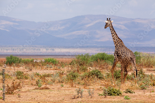Photography Giraffe