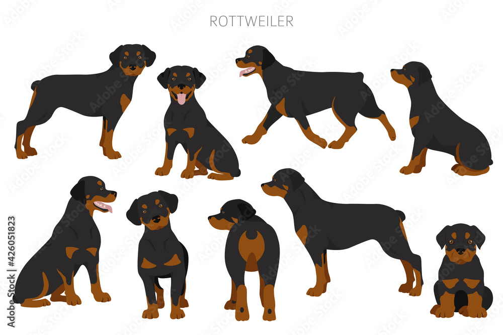 Rottweiler clipart. Different poses, coat colors set