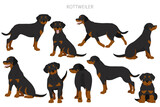 Rottweiler clipart. Different poses, coat colors set