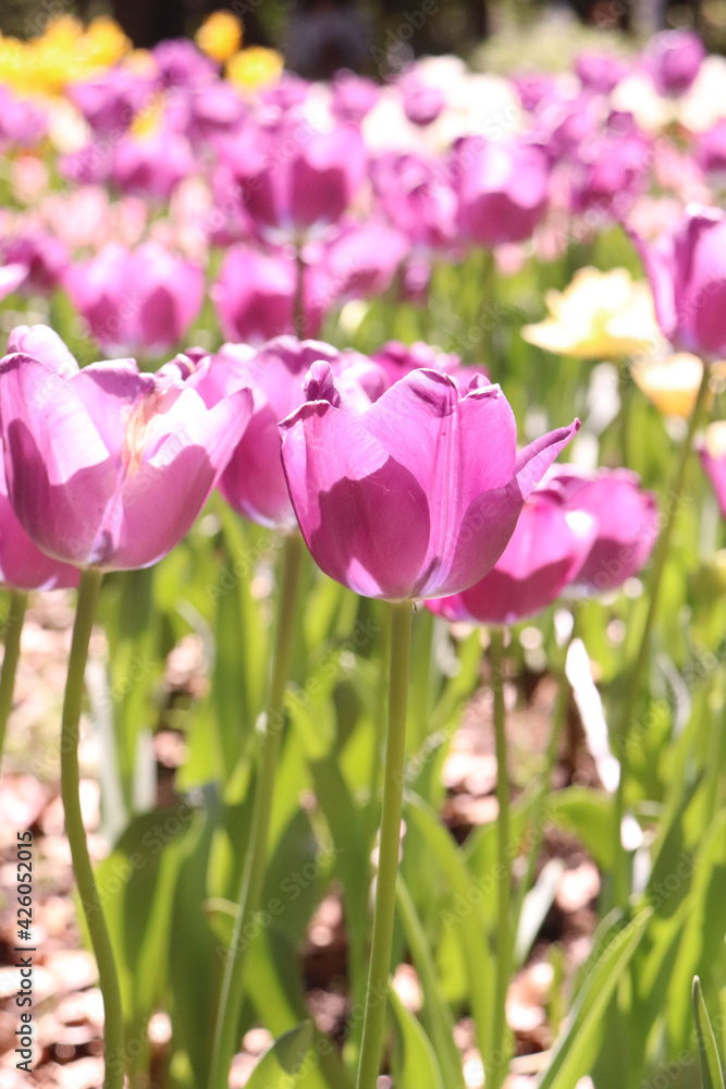 チューリップ 春 花畑 花びら 紫 かわいい 新生活 美しい 綺麗 優美 パープル Stock Photo Adobe Stock