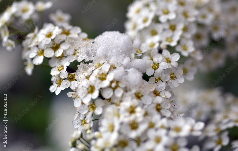 Schnee auf kleinen weißen Blüten Schnee auf kleinen weißen Blüten