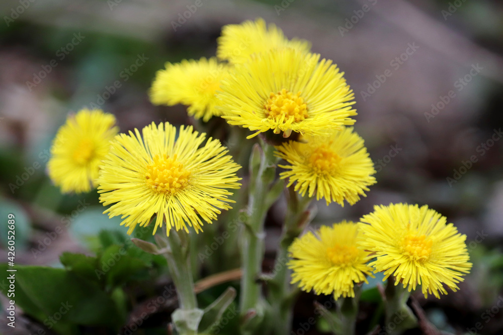Coltsfoot flowers in spring forest. Blooming Tussilago farfara Coltsfoot flowers in spring forest. Blooming Tussilago farfara