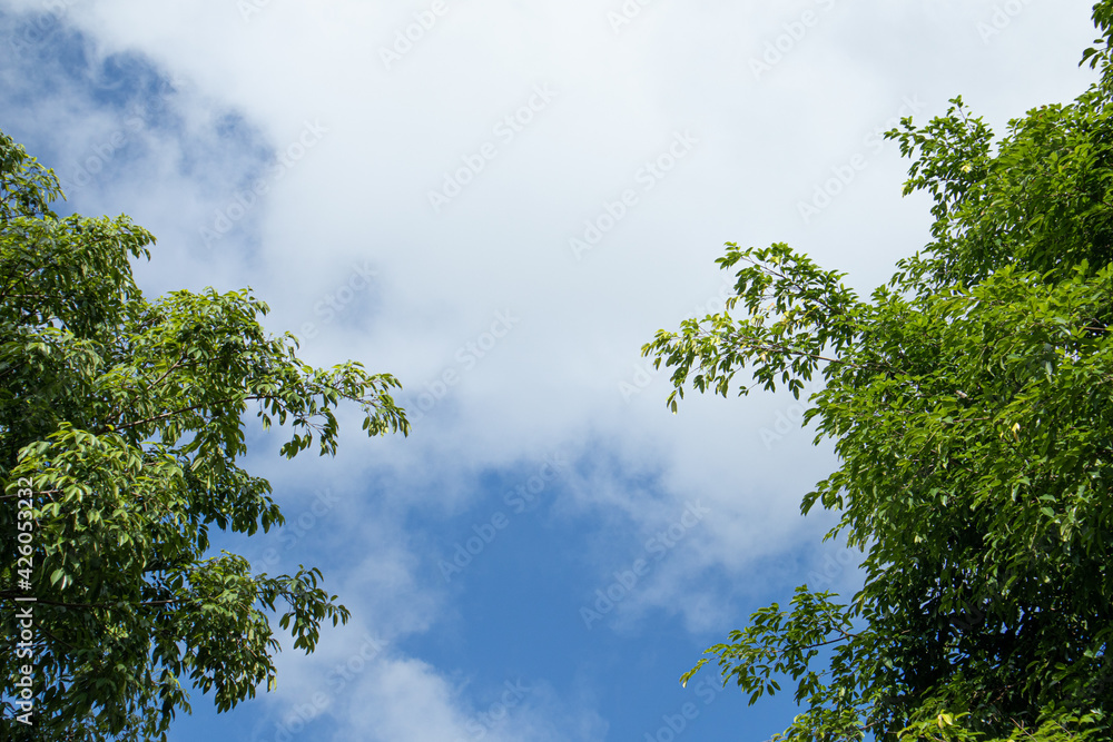 Silhouettes of trees without leaves at autumn and blue sky , White clouds floating on sky for backgrounds concept. Silhouettes of trees without leaves at autumn and blue sky , White clouds floating on sky for backgrounds concept.