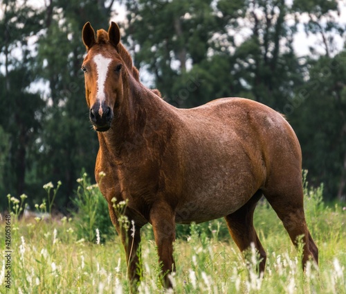 horse looking towards the camera  background of trees and green grass