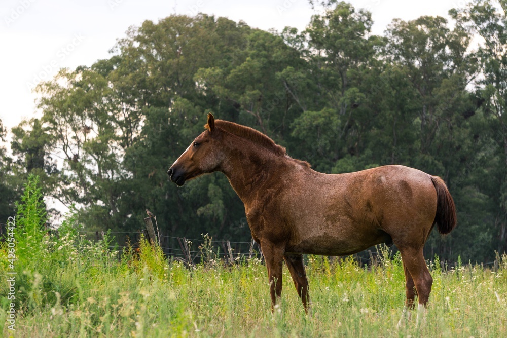 horse in a field, background of trees and green grass horse in a field, background of trees and green grass
