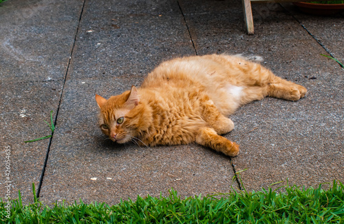 Yellow can Lying down in sunny day photo