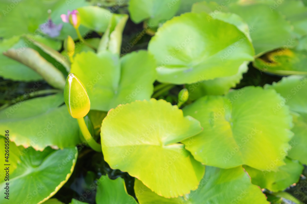 lotus flower water lily pond plant garden background art abstract