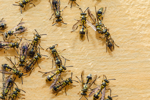 Several wasps gathering on wooden