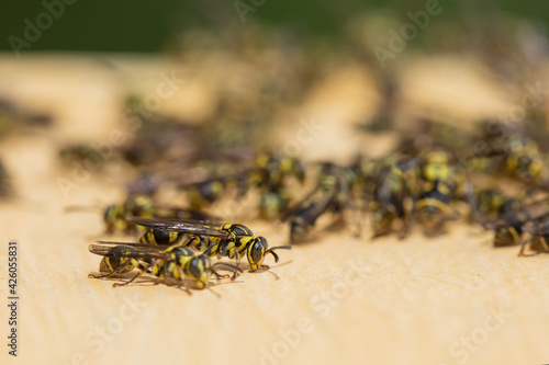 Several wasps gathering on wooden