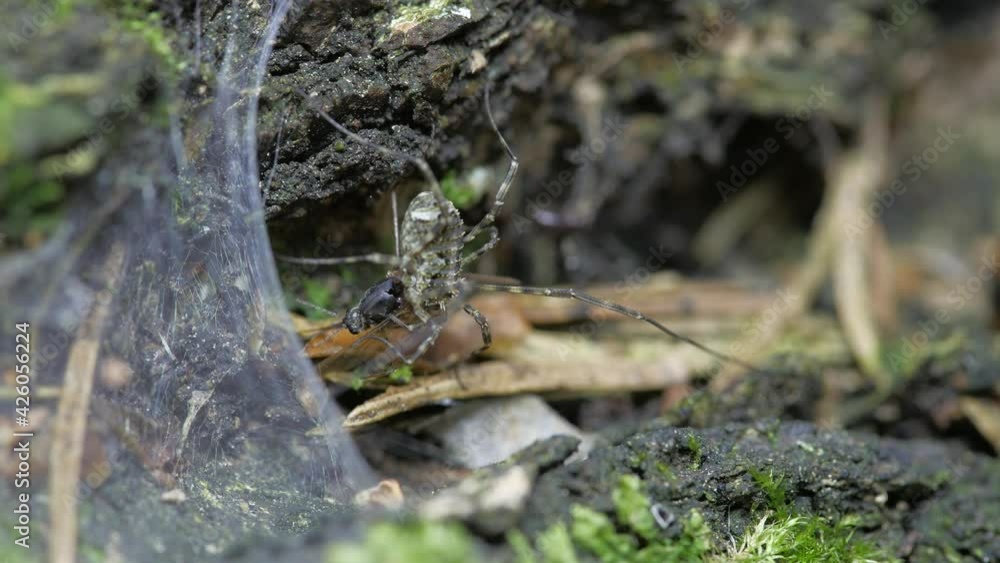 The opiliones eats the prey. The opiliones sits on the bark of a tree. The opiliones eats the prey. The opiliones sits on the bark of a tree.