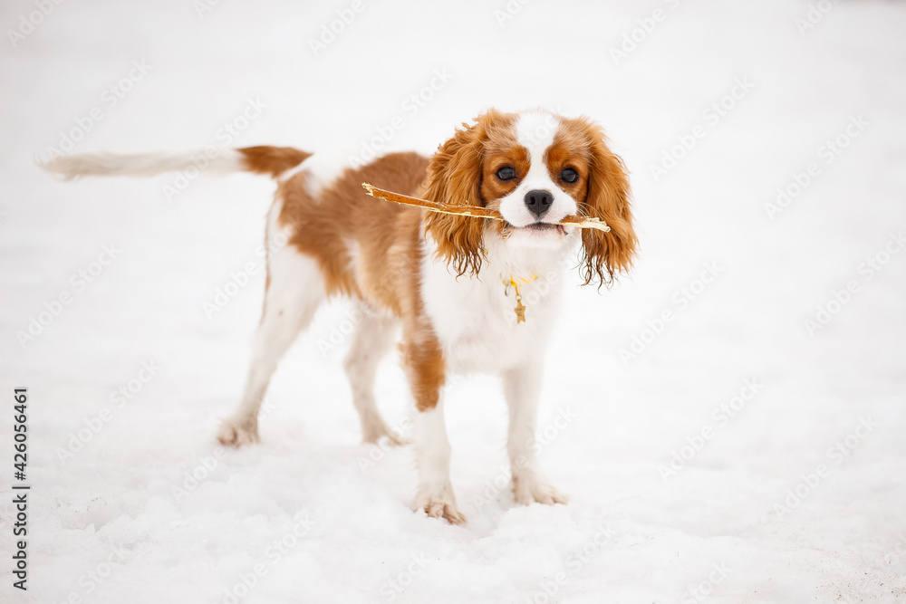 Cavalier King Charles Spaniel plays in the winter on the street with a stick