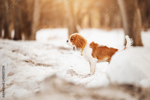 Cavalier King Charles Spaniel plays in the winter on the street with a stick © Roman