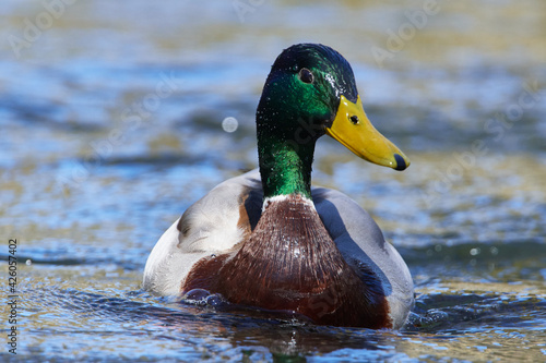 Stockenten Erpel im Frühjahr in der Spree bei der  Futtersuche	 photo