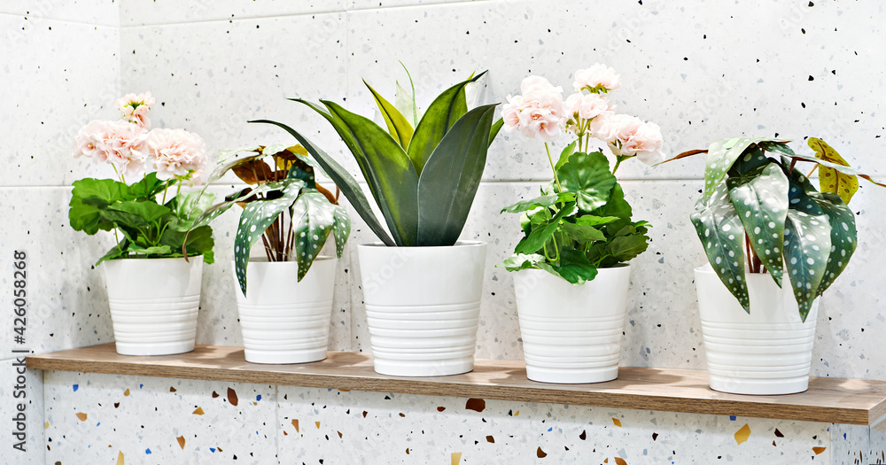 Obraz premium Indoor plants with flowers in pots