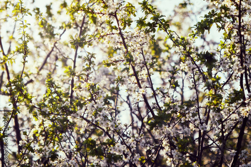 sprigs of blossoming apple tree close-up
