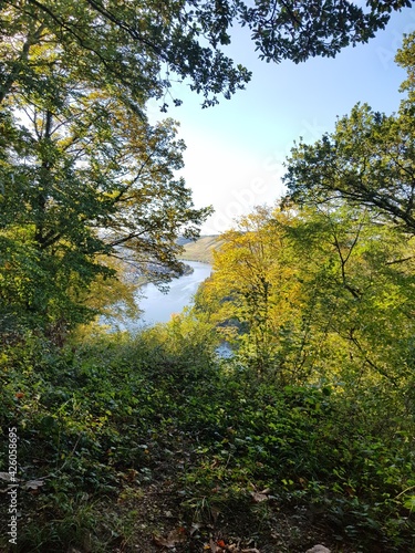 autumn in the forest