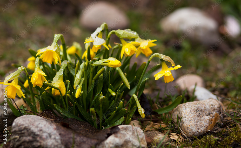 the first flowers yellow daffodils after snowfall in the open air the first flowers yellow daffodils after snowfall in the open air