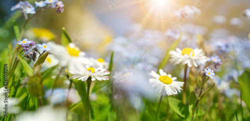 Fototapeta Naklejka Na Ścianę i Meble -  Meadow with lots of colorful spring flowers