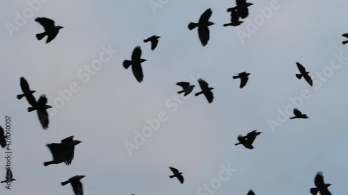Large flock of birds flying in slow motion