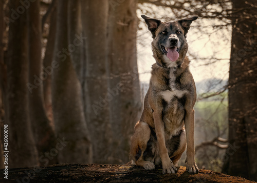Gorgeous, joyful, happy sheprador sitting in a forest on or near a large wooden log with stunning background scenery.