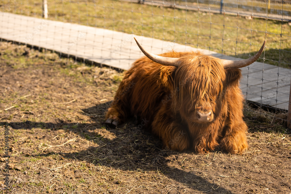Fototapeta premium Highland cow brown in a cage.