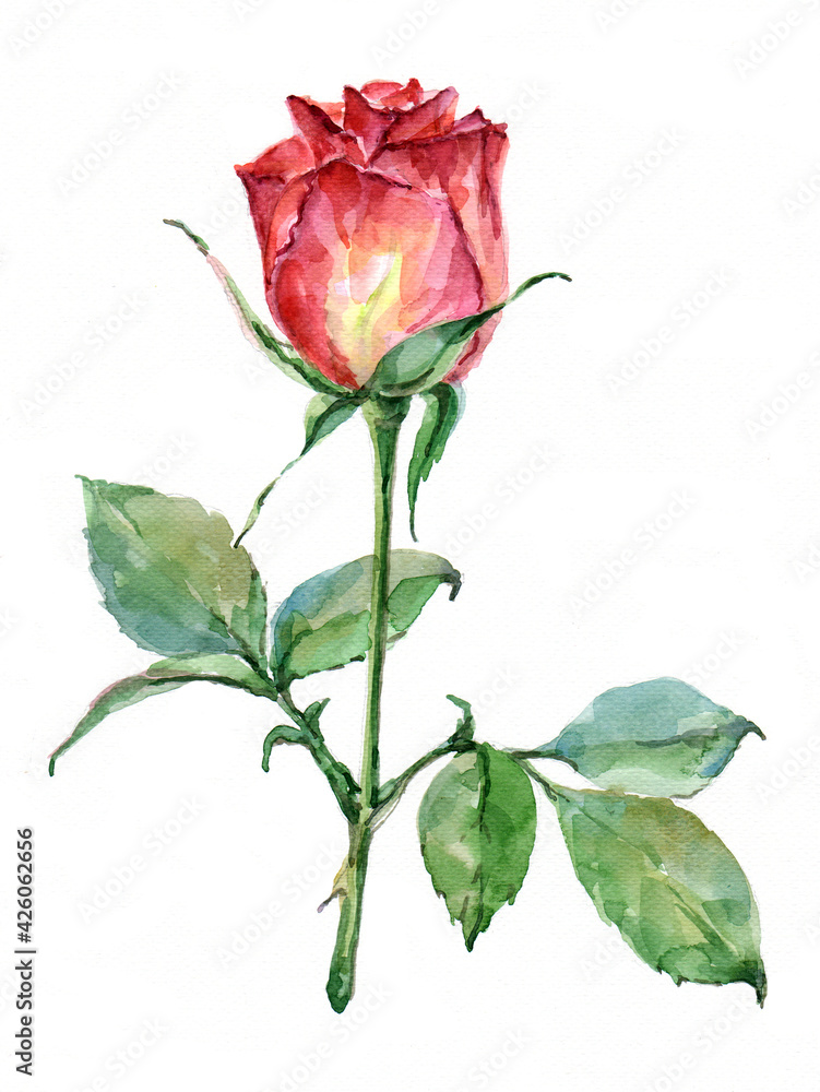 Obraz premium Red rose with red leaves on white background. 