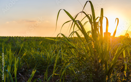 Sunset over sugar cane field photo