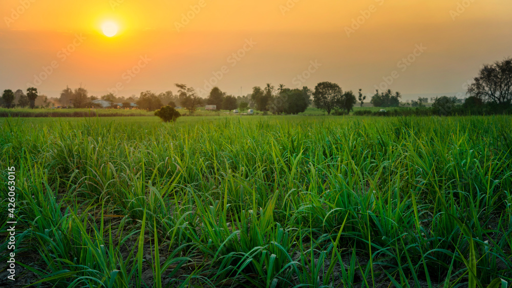 Sunset over sugar cane field Sunset over sugar cane field
