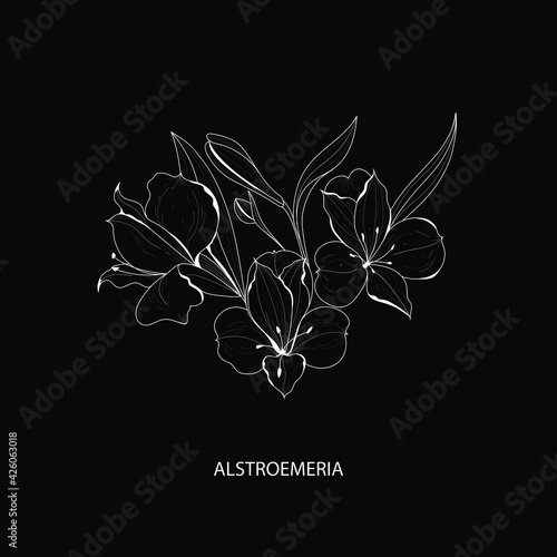 Botanical illustration. Alstroemeria flower. White flower on black background vector illustration