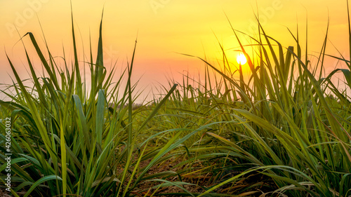 Sunset over sugar cane field