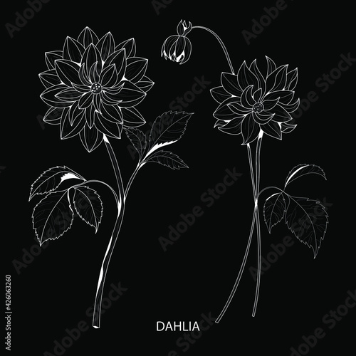 Botanical illustration. Dahlia flower. White flower on black background vector illustration. 