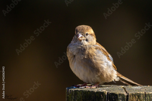 sparrow on a branch