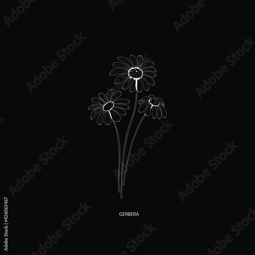 Botanical illustration. Gerbera flower. White flower on black background vector illustration. 
