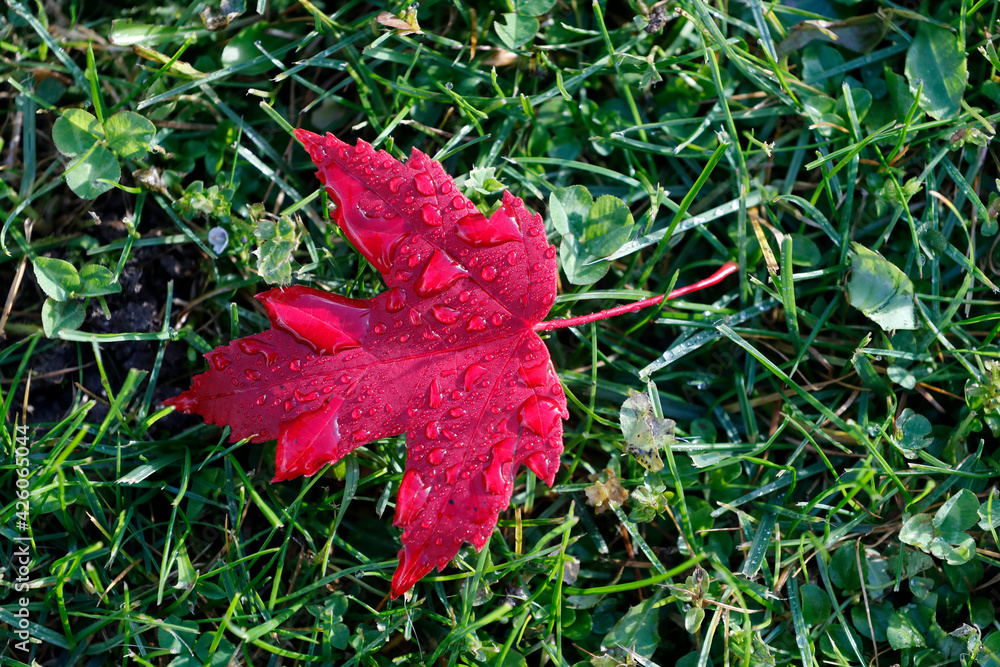 Red maple leaf with drops of water in autumn, France Red maple leaf with drops of water in autumn, France