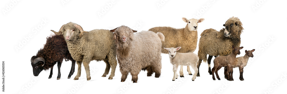 Naklejka premium Group of many goats and sheep in a row, isolated