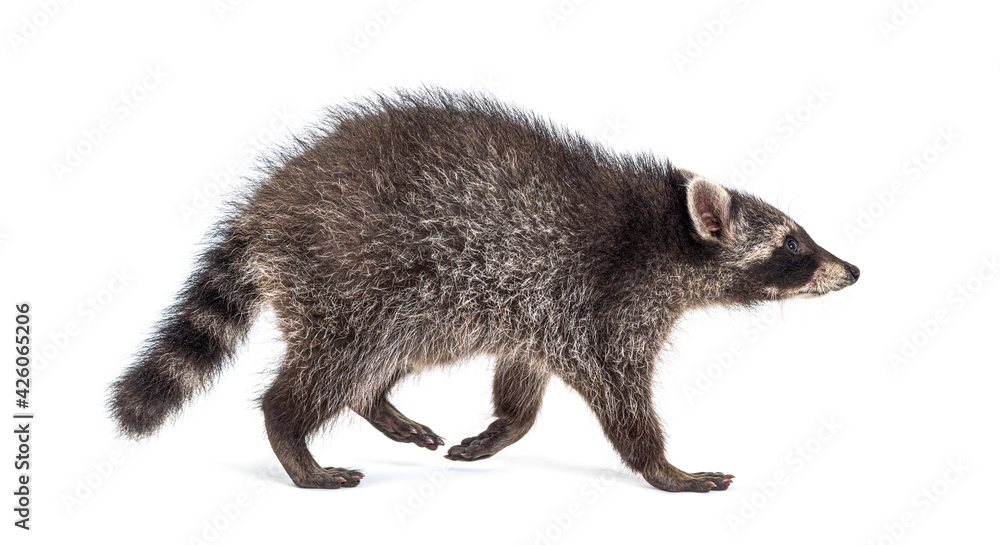 Side View Racoon Raccoon Side View High Res