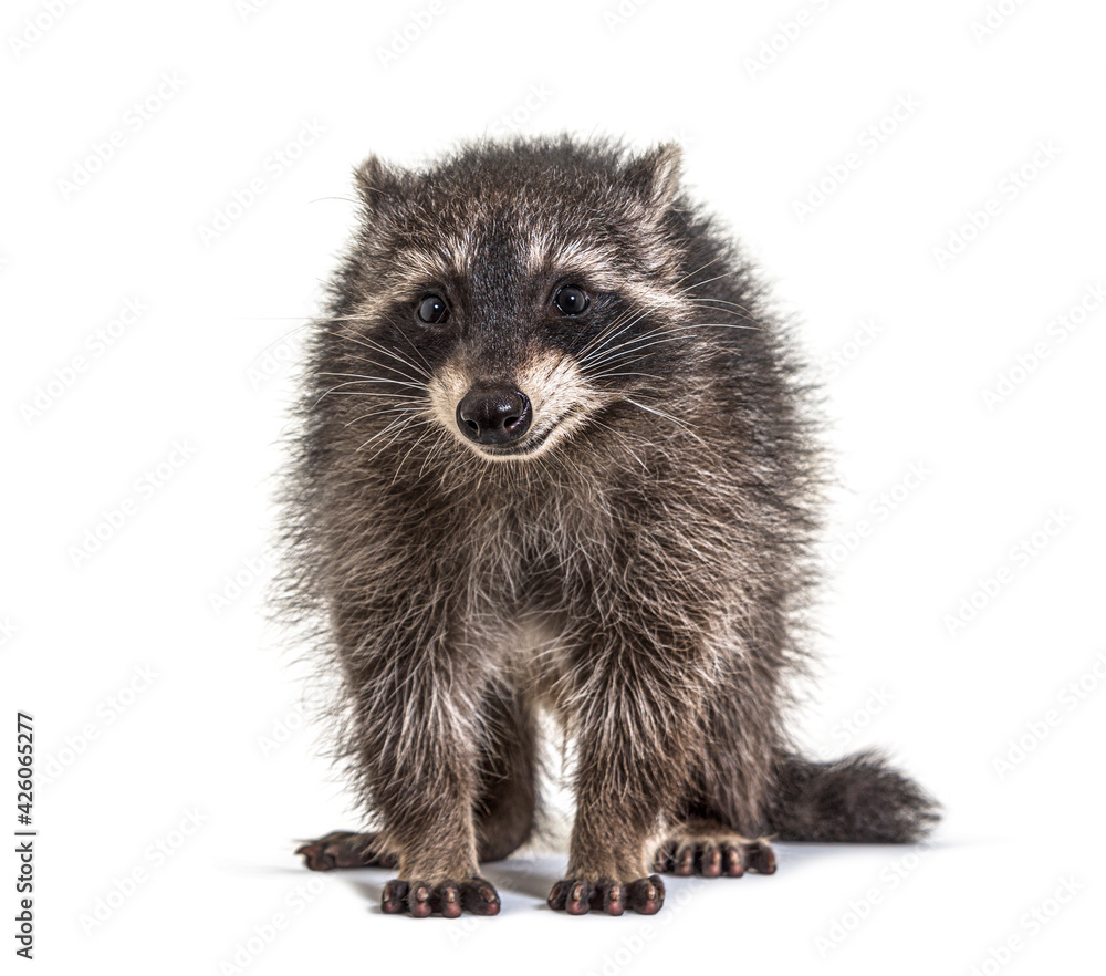 three months old young raccoon standing in front, isolated