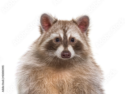 head shot of a brown Raccoon facing at the camera, isolated