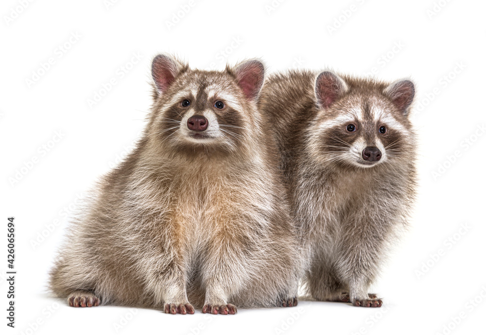 Two red raccoons sitting together, isolated on white Two red raccoons sitting together, isolated on white